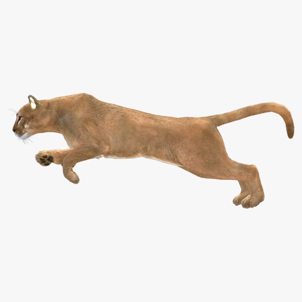 Puma jump clearance
