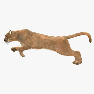 Jumping Puma Fur