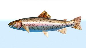 FISH trout