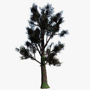 3D model Pine Tree