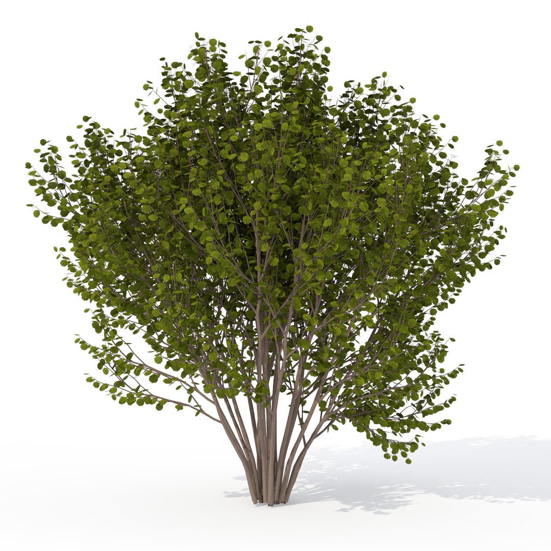 3d European Trees 2 Europe Model