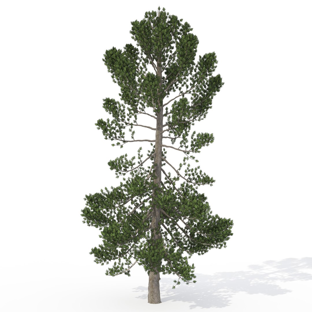 3d European Trees 2 Europe Model