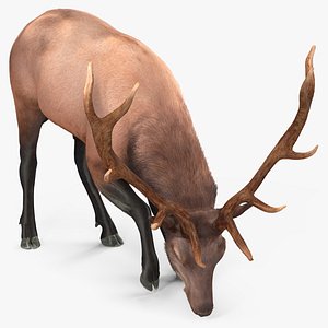 Realistic Elk with Antlers Fur