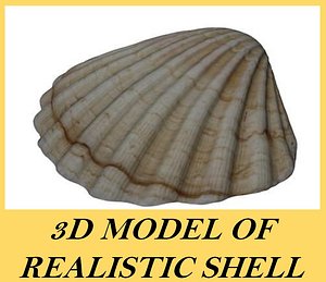 3d model realistic shell