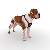 American Bulldog Bicolor with Harness