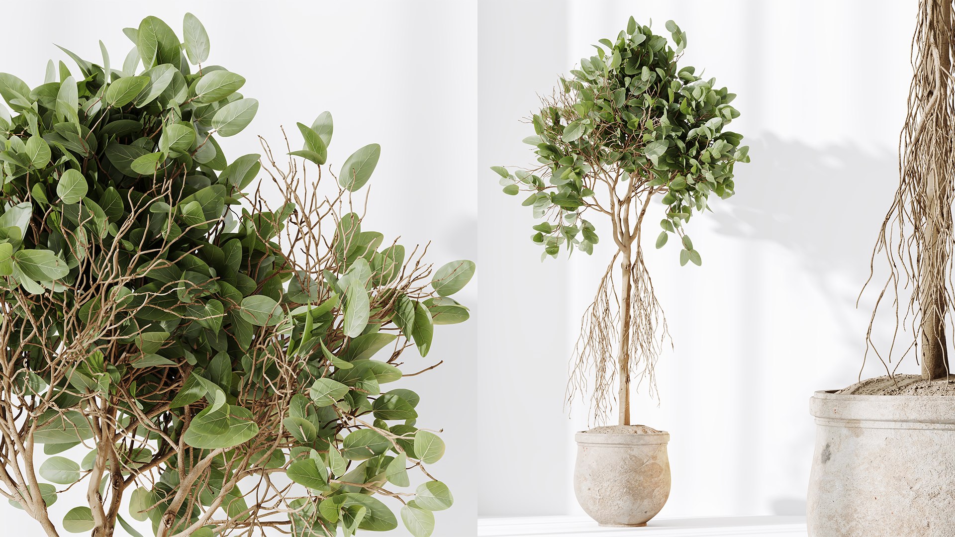 AV Indoor plants set 176 Ficus Cyathistipula and Benjamina African Fig and Mission Leccino Arbequina 3D model https://p.turbosquid.com/ts-thumb/uB/C0YQ1b/40/04/png/1737958966/1920x1080/fit_q87/74d591e221960c6ab9b51d1e2773f54e7a2f45f3/04.jpg