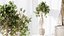 AV Indoor plants set 176 Ficus Cyathistipula and Benjamina African Fig and Mission Leccino Arbequina