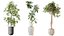 AV Indoor plants set 176 Ficus Cyathistipula and Benjamina African Fig and Mission Leccino Arbequina