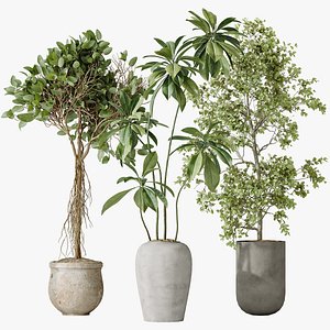 AV Indoor plants set 176 Ficus Cyathistipula and Benjamina African Fig and Mission Leccino Arbequina 3D model