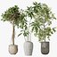 AV Indoor plants set 176 Ficus Cyathistipula and Benjamina African Fig and Mission Leccino Arbequina