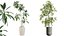 AV Indoor plants set 176 Ficus Cyathistipula and Benjamina African Fig and Mission Leccino Arbequina