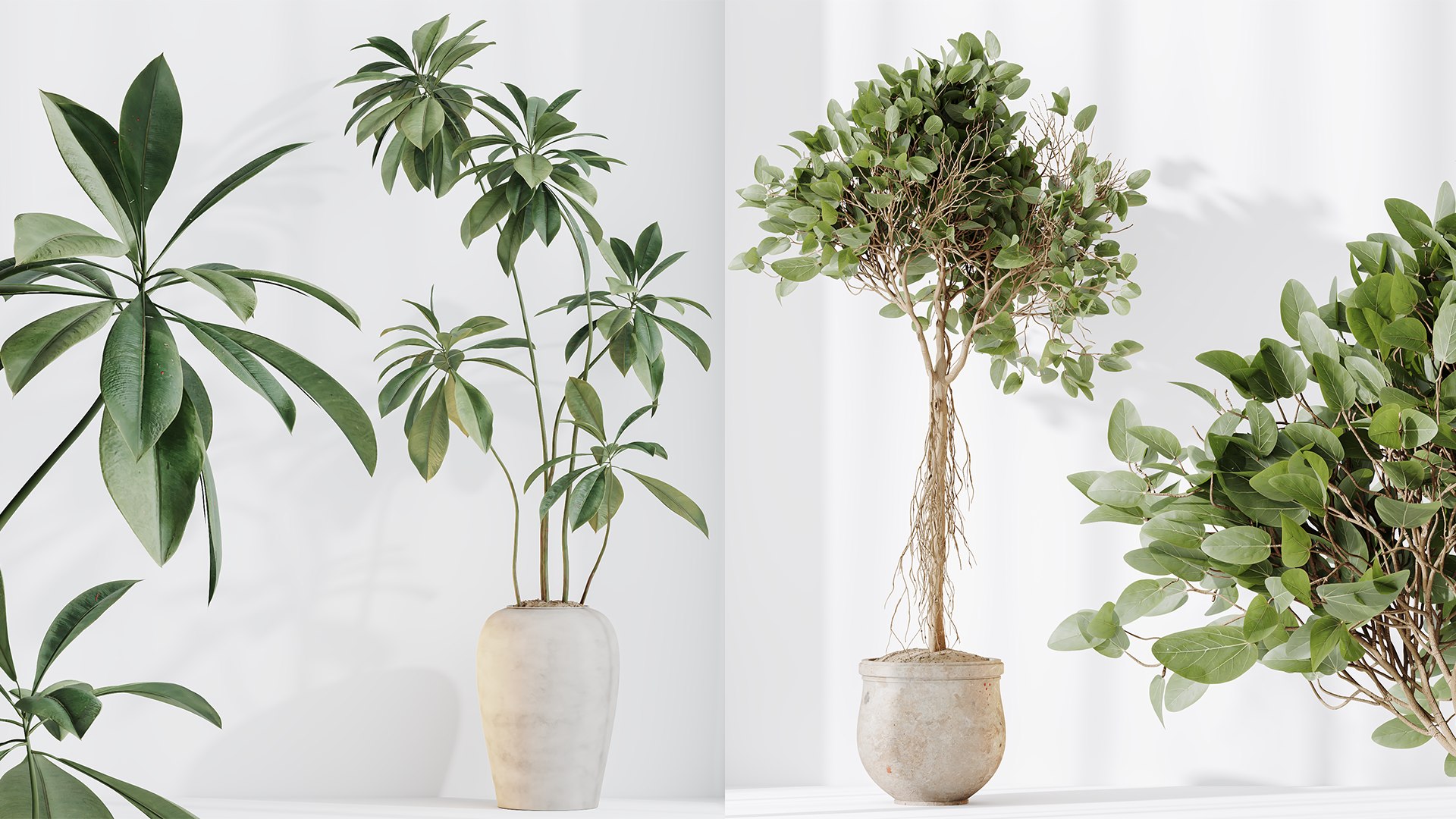 AV Indoor plants set 176 Ficus Cyathistipula and Benjamina African Fig and Mission Leccino Arbequina 3D model https://p.turbosquid.com/ts-thumb/uB/C0YQ1b/ot/02/png/1737958965/1920x1080/fit_q87/855a09519793b4b7d34c383988d99bda1a242a6e/02.jpg