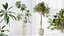 AV Indoor plants set 176 Ficus Cyathistipula and Benjamina African Fig and Mission Leccino Arbequina