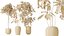 AV Indoor plants set 176 Ficus Cyathistipula and Benjamina African Fig and Mission Leccino Arbequina