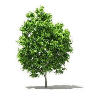 3D avocado tree 2 9m