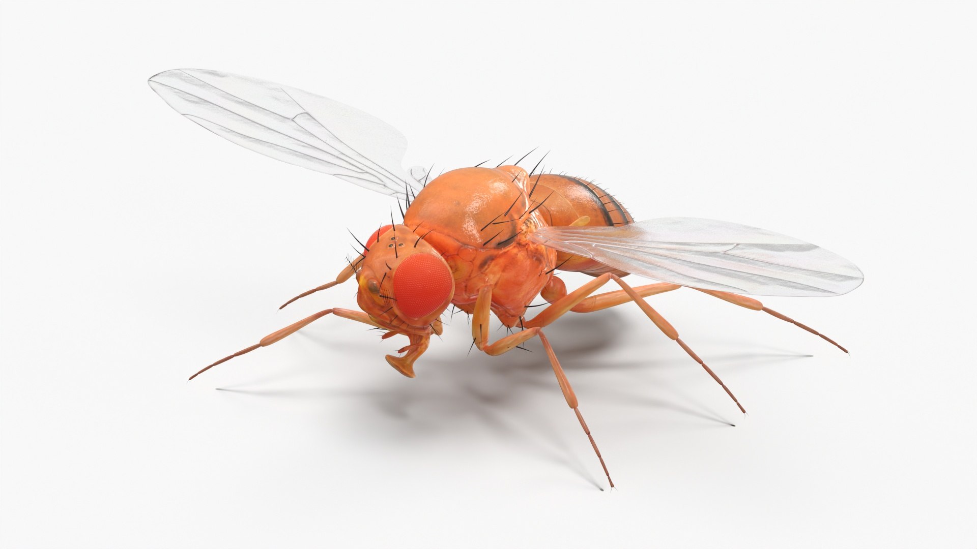 3D Drosophila Rigged for Cinema 4D model https://p.turbosquid.com/ts-thumb/uB/FeYJn0/1g/drosophila_rigged_002/jpg/1748948411/1920x1080/fit_q87/44f757d1b1ad5eca1ad27d744d54ce7a48b5f29e/drosophila_rigged_002.jpg