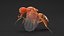 3D Drosophila Rigged for Cinema 4D model