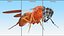 3D Drosophila Rigged for Cinema 4D model