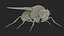 3D Drosophila Rigged for Cinema 4D model