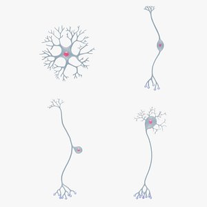 3D The Four Major Anatomical Classes of Neurons