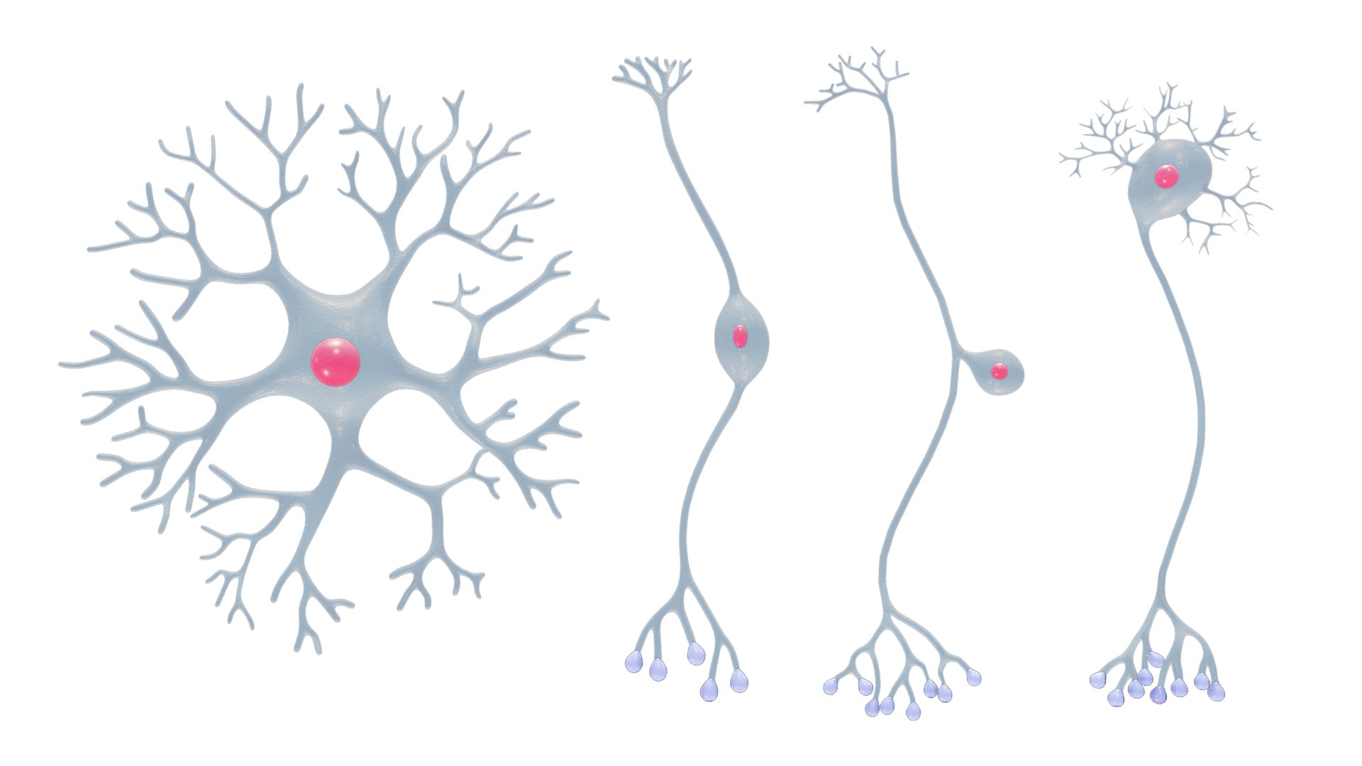 3D The Four Major Anatomical Classes Of Neurons - TurboSquid 2497745