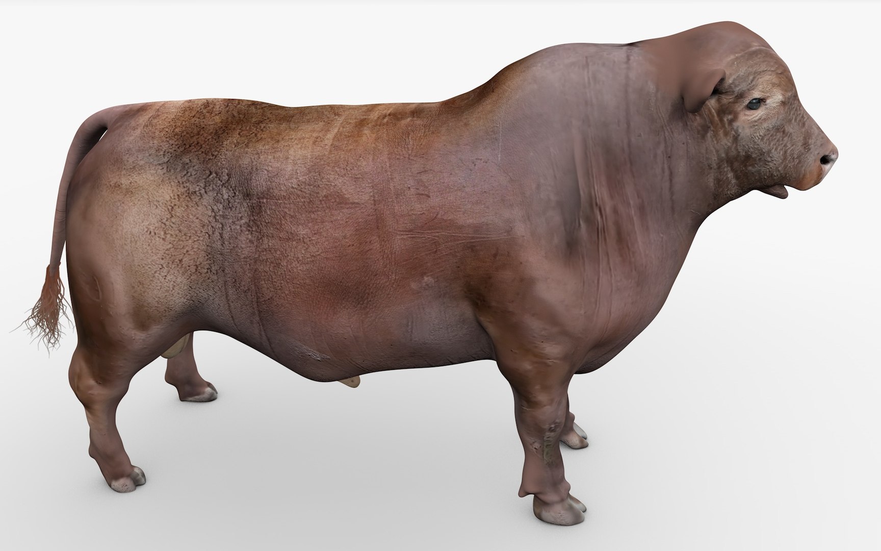 RED ANGUS Rigged L2089 3D model - TurboSquid 2154904