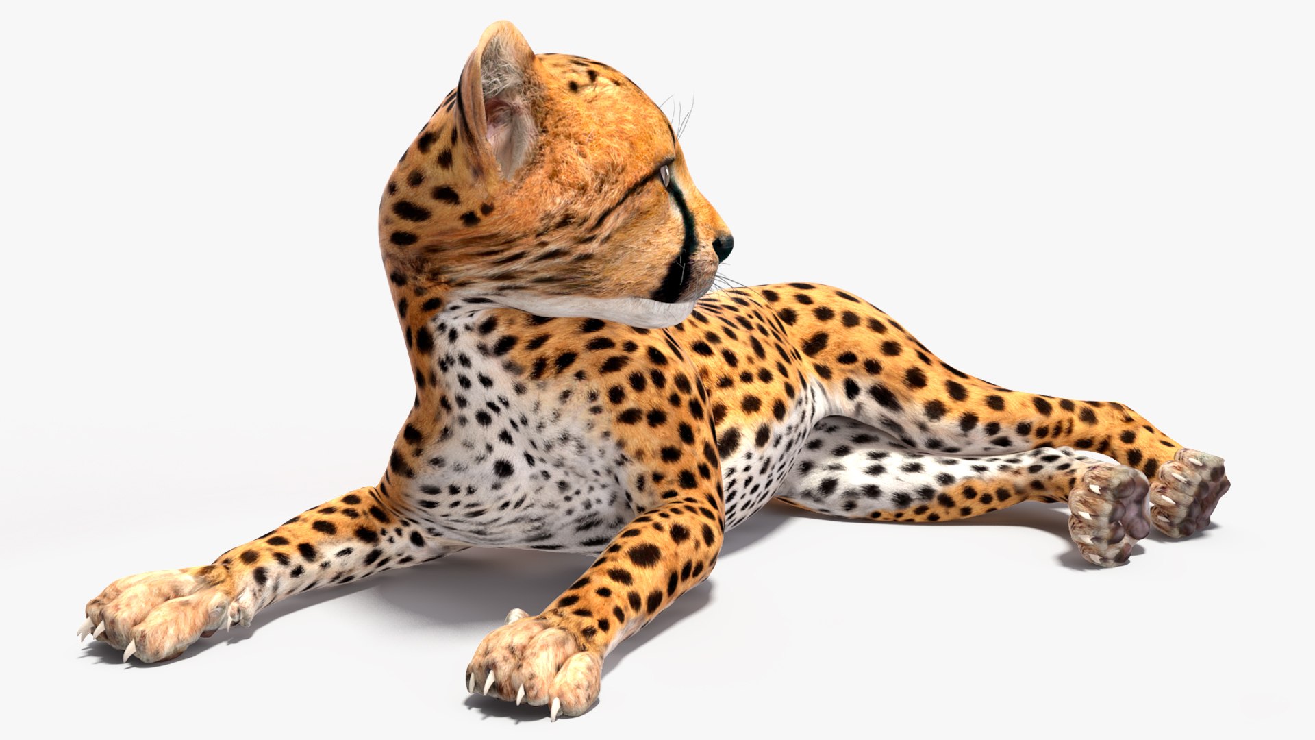 3D Cheetah Cub Lying Pose for 3D Print model https://p.turbosquid.com/ts-thumb/uB/Lns78z/u6/cheetah_cub_lying_pose_008/jpg/1741765658/1920x1080/fit_q87/d684d03fb7440dfbcfe3deb805a070020b324b56/cheetah_cub_lying_pose_008.jpg