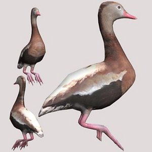 black bellied whistling duck