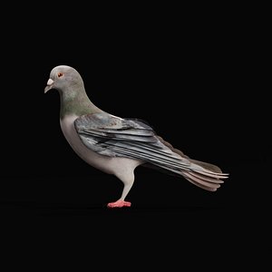 Pigeon Bird