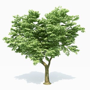 Poplar Tree