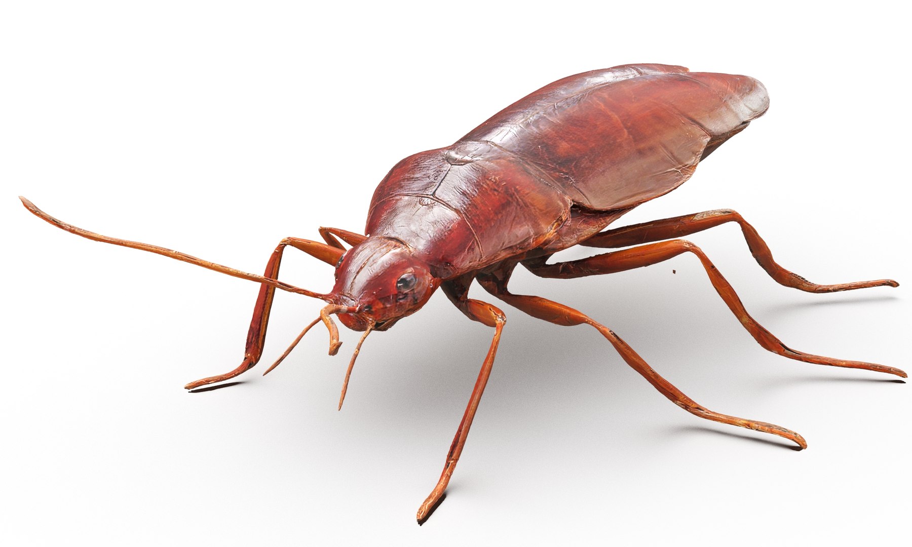 Insects Pack 3D Model - TurboSquid 2316098