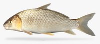 Carpiodes carpio River Carpsucker