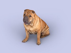 Shar pei dog 3D