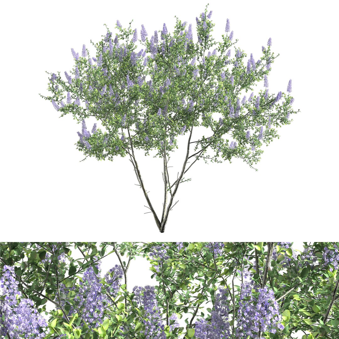 Ceanothus - California Lilac 03 3D model https://p.turbosquid.com/ts-thumb/uB/hD57en/3N/preview11/jpg/1653548294/1920x1080/fit_q87/daa2bbef34cc562497a1fa3688519053b6be9486/preview11.jpg