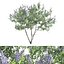 Ceanothus - California Lilac 03