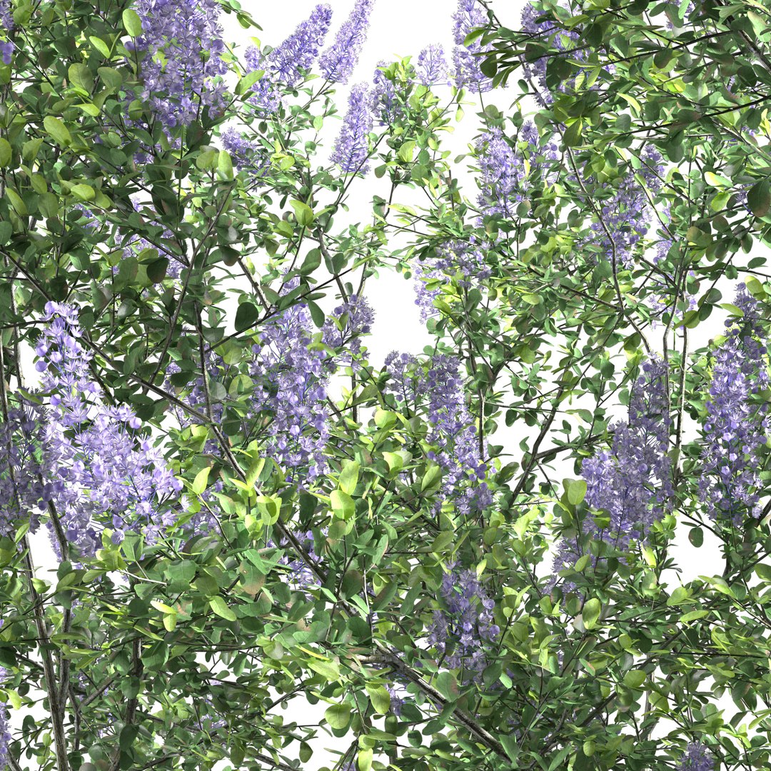 Ceanothus - California Lilac 03 3D model https://p.turbosquid.com/ts-thumb/uB/hD57en/8d/preview12/jpg/1653548299/1920x1080/fit_q87/486b2ff56ec9dd84f81369c1585bdc0679942c88/preview12.jpg