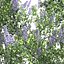 Ceanothus - California Lilac 03