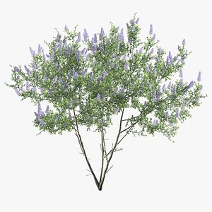 Ceanothus - California Lilac 03 3D model