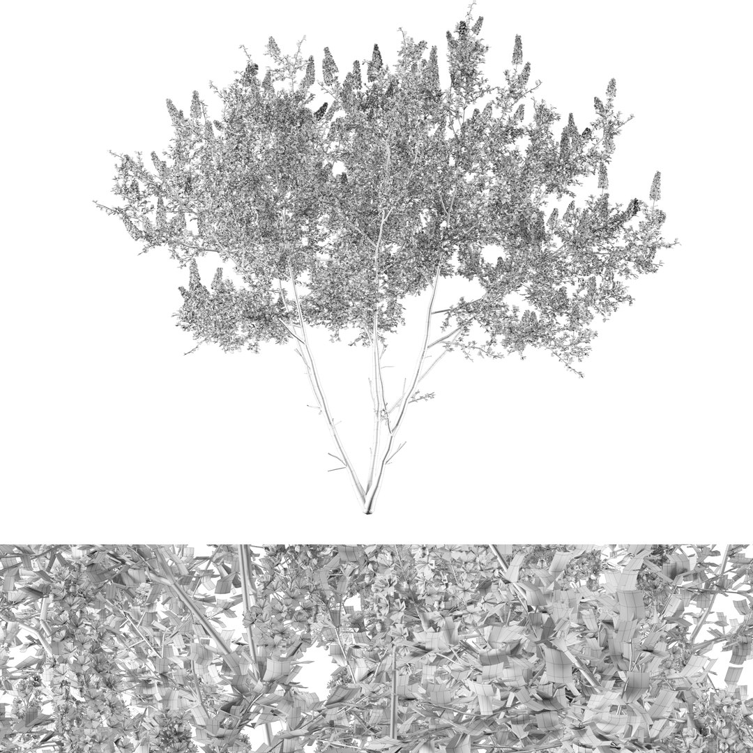 Ceanothus - California Lilac 03 3D model https://p.turbosquid.com/ts-thumb/uB/hD57en/Es/preview14/jpg/1653548291/1920x1080/fit_q87/47ea1f8aa5aacff1f4b31388a1d4e4fb7eba4bff/preview14.jpg
