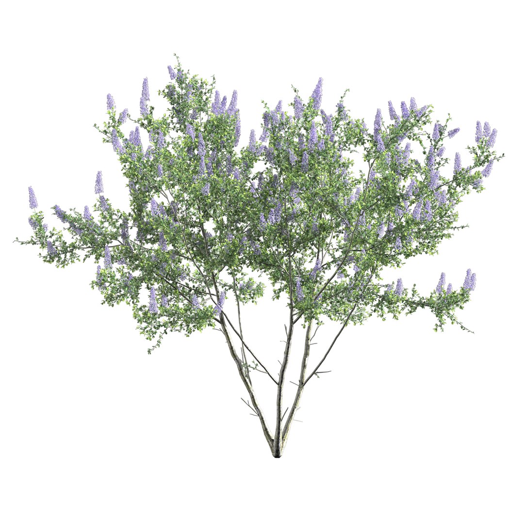 Ceanothus - California Lilac 03 3D model https://p.turbosquid.com/ts-thumb/uB/hD57en/G5/preview15/jpg/1653548299/1920x1080/fit_q87/61814282719b75ba93ff242292823ab70e0fbf4e/preview15.jpg