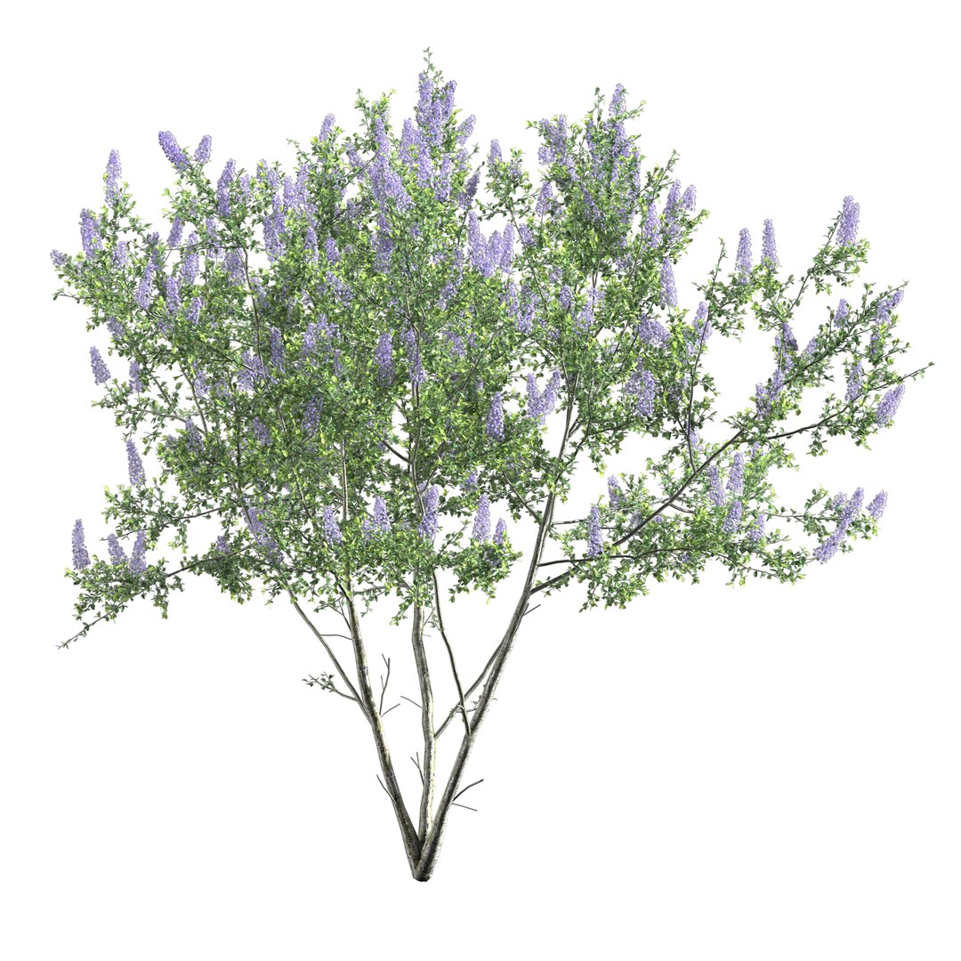 Ceanothus - California Lilac 03 3D model https://p.turbosquid.com/ts-thumb/uB/hD57en/RH/preview16/jpg/1653548295/1920x1080/fit_q87/3ae305781c85470fb17705f6d5bf0805301158f5/preview16.jpg