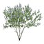 Ceanothus - California Lilac 03