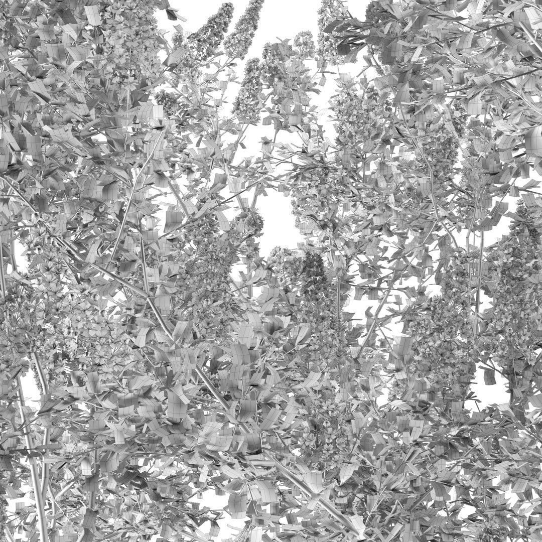 Ceanothus - California Lilac 03 3D model https://p.turbosquid.com/ts-thumb/uB/hD57en/Zf/preview13/jpg/1653548304/1920x1080/fit_q87/e07ca6ba8eff64c383608fcb571886a78308b9f7/preview13.jpg