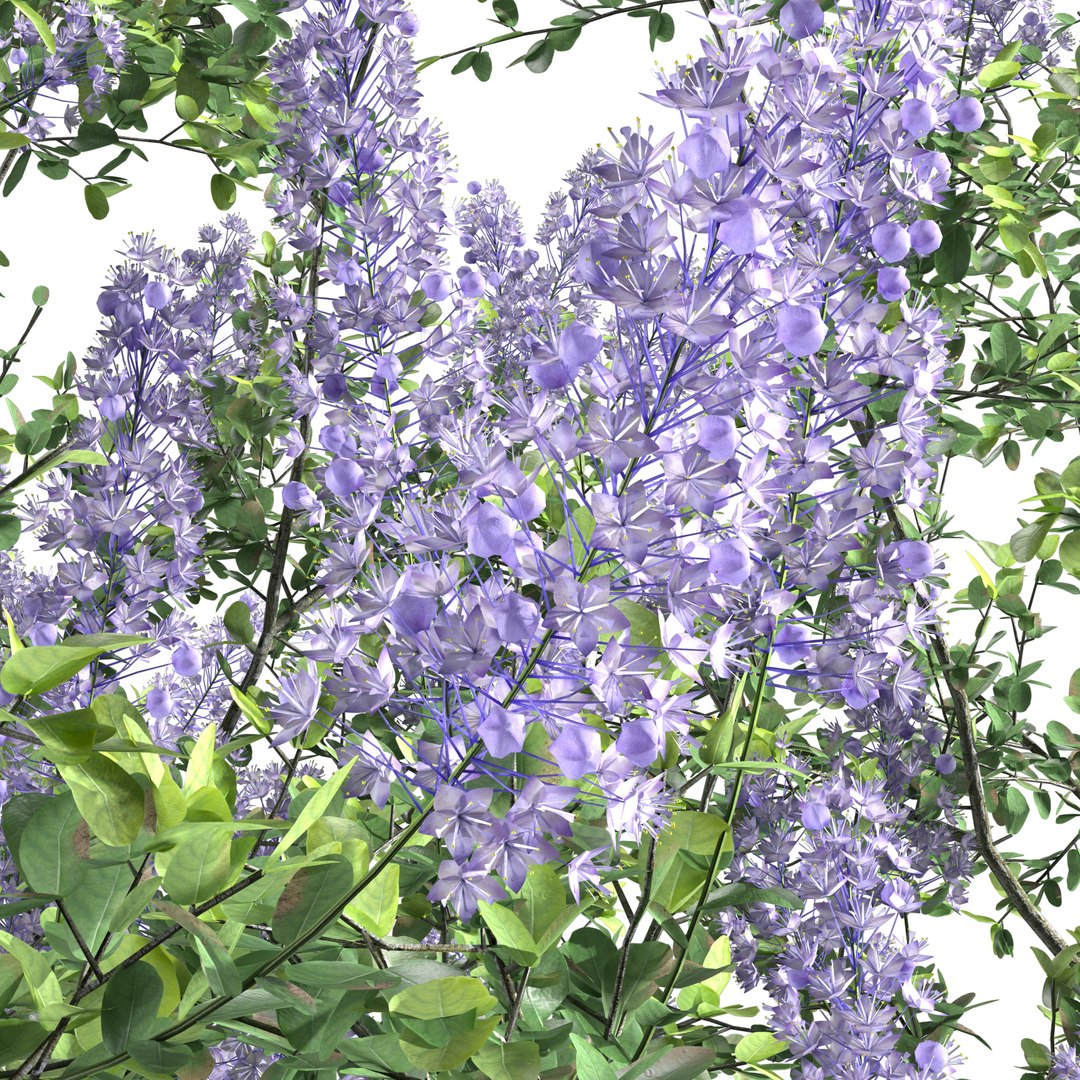 Ceanothus - California Lilac 03 3D model https://p.turbosquid.com/ts-thumb/uB/hD57en/o2/preview17/jpg/1653548303/1920x1080/fit_q87/1a2787abfad598a4858752664e0558fa869c2f50/preview17.jpg