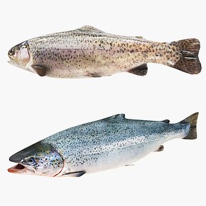 Salmon and Trout Collection model