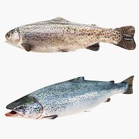 Salmon and Trout Collection