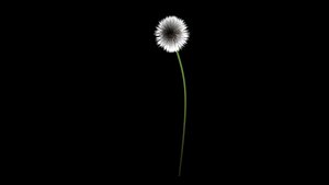 3ds white dandelion