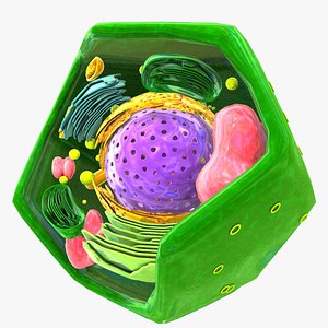 3d vegetal cell model
