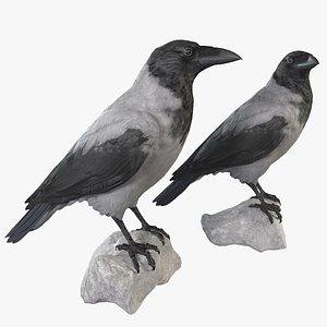 Crow