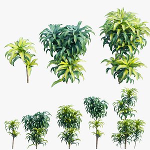 Dracaena Corn Plant model